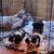 Cavalier King Charles Spaniel 5 thumbnail