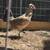 Flarry eye grey pair/gamefowl/gallos 2 thumbnail