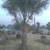Discounted palm trees for sale 4 thumbnail