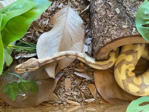 Rehoming ball python with enclosure (ventura)63686109217027120