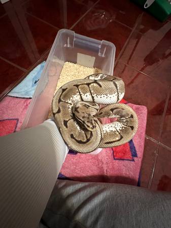 Free ball python (oakland lake merritt / grand)63852312278403121