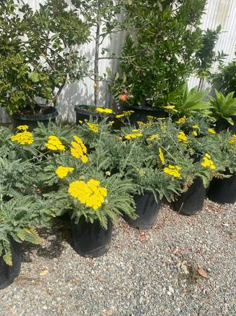 Moonshine Yarrow 1