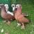 Pigeons for sale 23 thumbnail