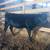 Angus Jersey Heifer 2 thumbnail
