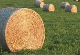 Orchard Grass Hay/1st cutting Alfalfa Hay 1