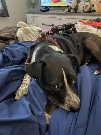 Pitmix to a good home 1