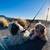 Shih tzu puppie 5 thumbnail