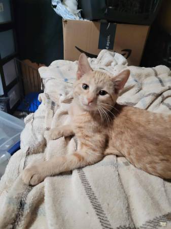 Sassy Kitty Needs home (New ulm)63863392817795121