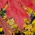 BUY 4 LARGE RED MAPLE TREES GET ONE FREE 6 thumbnail