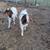 Boer goats 7 thumbnail