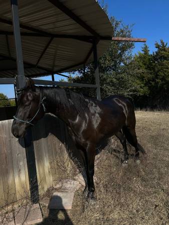 Aztec Mare for sell 1