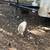 Geese 3 thumbnail