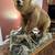 Russian Brown Bear Mount 1 thumbnail