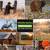 NEW Trail Camera 8k 60MP WiFi Game Camera with No Glow Night Vision Mo 4 thumbnail