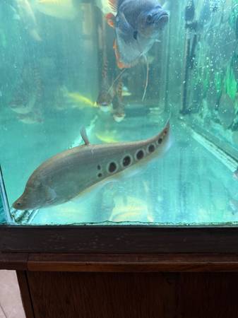 Knife fish live (Elk Grove)63848875027971121