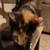 Lost cat 2 thumbnail