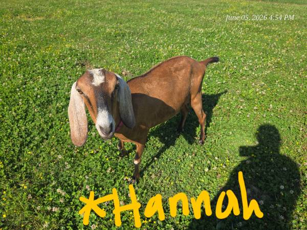 Registered Nubian Doe 1