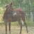 5 year old mule 3 thumbnail