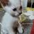 SIAMESE KITTEN 8 thumbnail