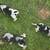 BEAGLE PUPS 10 thumbnail