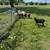 Lambs for sale 1 thumbnail