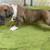 ACA certified boxer puppies 1 thumbnail