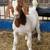 Fullblood Boer Goat Buckling 2 thumbnail