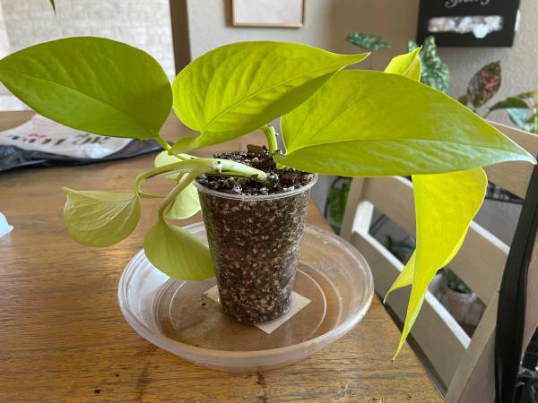Pothos Clippings 1