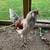 Easter Egger Rooster 1 thumbnail