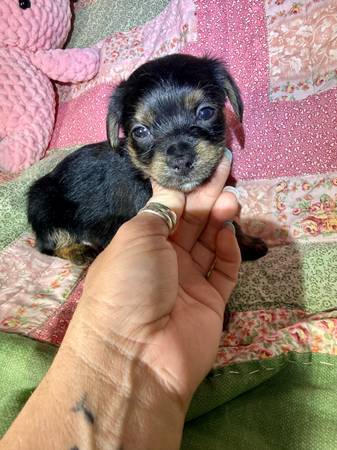 Puppies ckc yorki-tzu 1