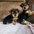 Yorkie 3 thumbnail