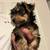 Yorkies 1 thumbnail