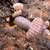 Isopods 8 thumbnail
