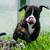 Pup bully 1 thumbnail