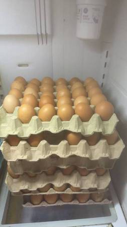Chicken&duck eggs 1