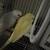 Parakeets 1 thumbnail