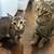 Momma cat and kitten free 2 good home 1 thumbnail