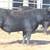 COMMERCIAL ANGUS BULLS 10 thumbnail