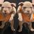 Micro Bully pups 1 thumbnail