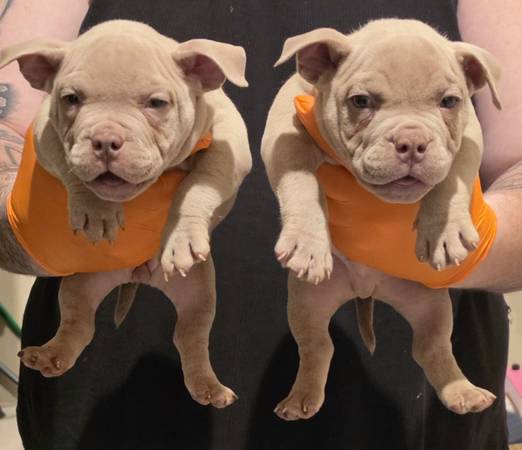 Micro Bully pups 1