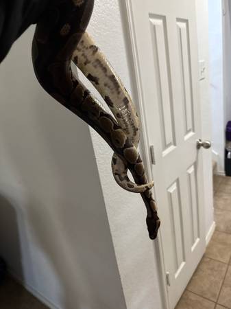 Ball python de 3 años (Killeen)63839345166465122