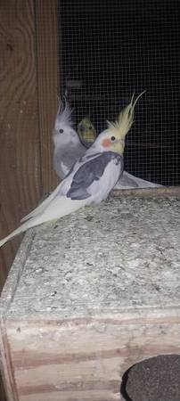 Breeder Cockatiels (Decatur (Belvedere Park))63881507238401122