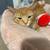 1 year old Female Orange Cat 6 thumbnail