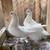pigeons 14 thumbnail
