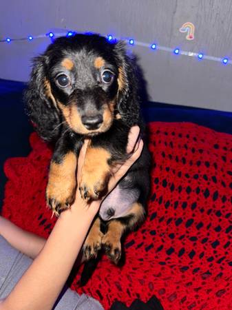Dachshund 1