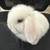 Bunny 3 thumbnail