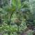 Peach Creek King Palms ///// ARCHONTOPHOENIX tuckeri 1 thumbnail