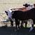 Hereford feeder cattle 7 thumbnail