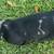Mini Dachshund 4 thumbnail