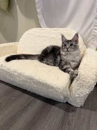 Cat female (Federal Way)